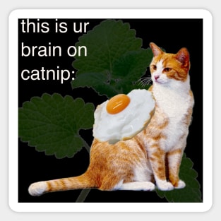 this is ur brain on catnip Sticker